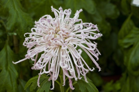 Chrysanthemum