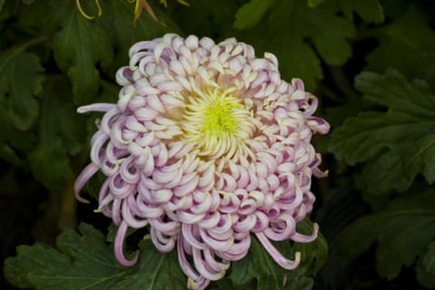 Chrysanthemum