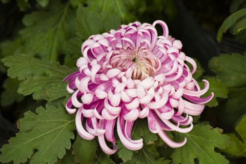 Chrysanthemum