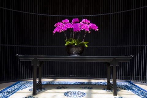 Taiwan, Orchid,