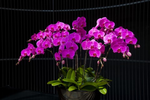 Taiwan, Orchid,