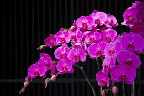 Taiwan, Orchid,