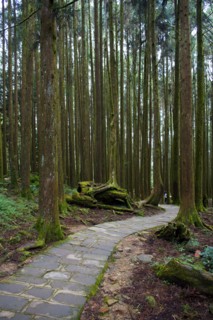 Taiwan, Ali, Botanical Garden,