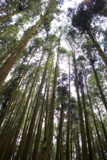 Taiwan, Ali, Botanical Garden,
