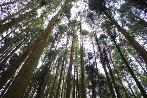 Taiwan, Ali, Botanical Garden,