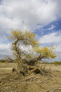 Hu Poplar, Karamay, Xinjiang