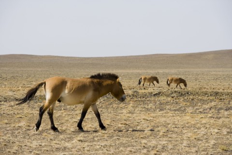 Mongolia, Xinjiang Wild Horse