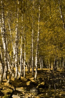 Xinjiang Province, Aletai,