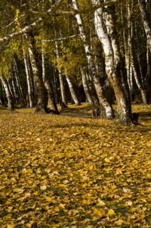 Xinjiang Province, Aletai,