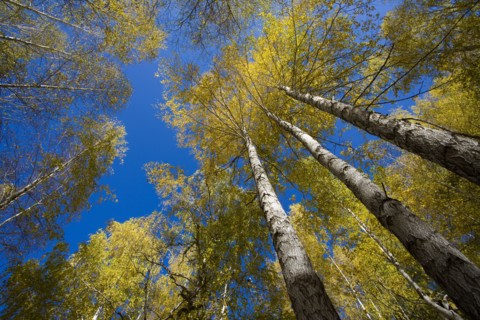 Xinjiang Province, Aletai,