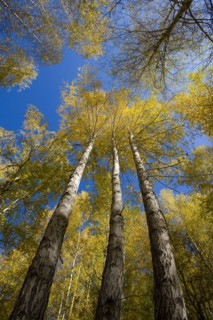 Xinjiang Province, Aletai,