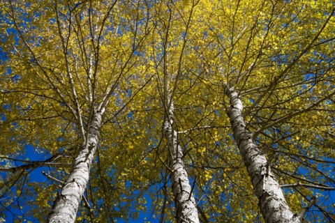 Xinjiang Province, Aletai,