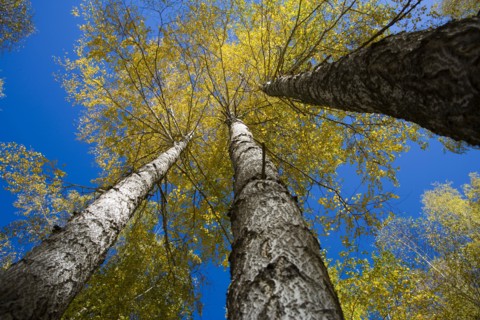 Xinjiang Province, Aletai,