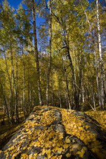 Xinjiang Province, Aletai,