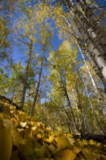 Xinjiang Province, Aletai,