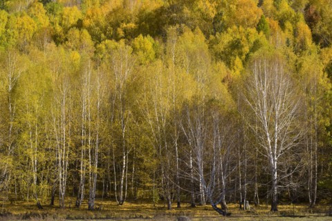 Xinjiang Province, Aletai,