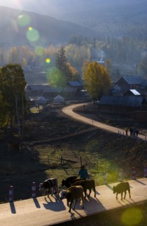 Altay Xinjiang, White Haba,