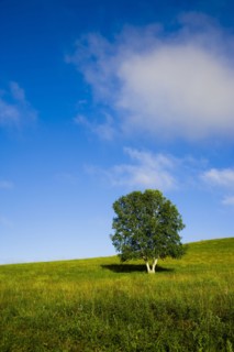 Bashang grassland in Inner Mongolia