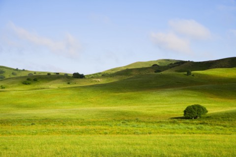 Bashang grassland in Inner Mongolia