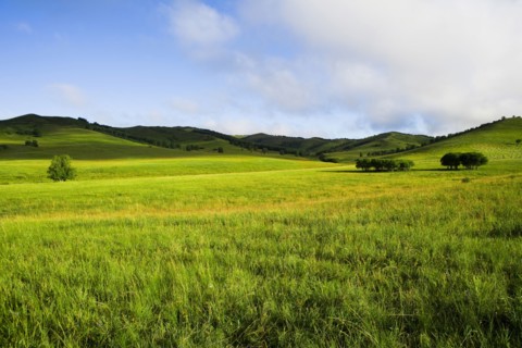 Bashang grassland in Inner Mongolia