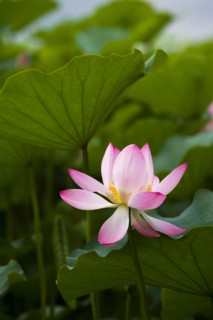 Lotus