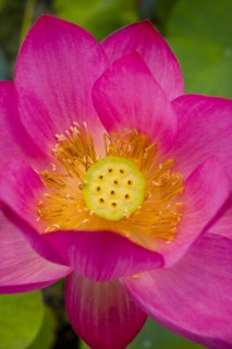 Lotus