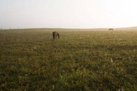 Bashang grassland in Inner Mongolia