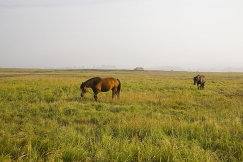 Bashang grassland in Inner Mongolia