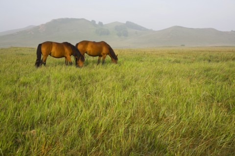 Bashang grassland in Inner Mongolia