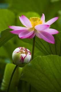 Lotus