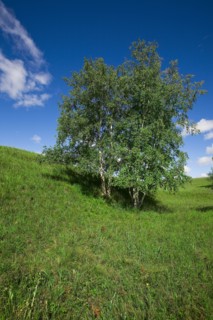 Bashang grassland in Inner Mongolia