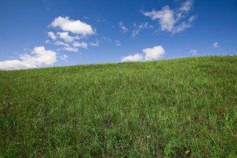 Bashang grassland in Inner Mongolia