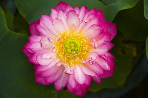 Lotus