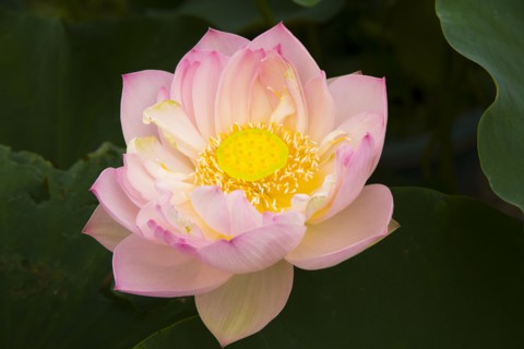 Lotus