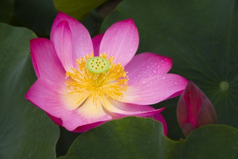 Lotus