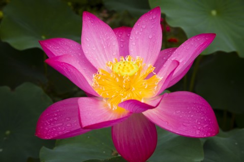 Lotus
