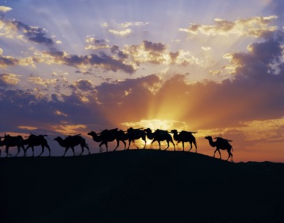 Camel