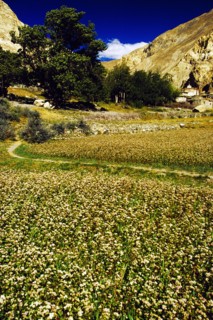Tibet