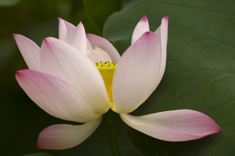 Lotus