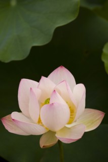 Lotus