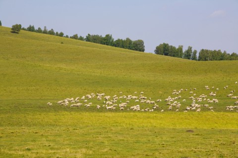 Bashang grassland in Inner Mongolia