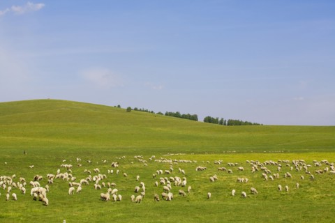 Bashang grassland in Inner Mongolia