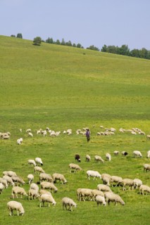 Bashang grassland in Inner Mongolia