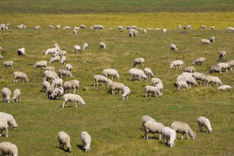 Bashang grassland in Inner Mongolia