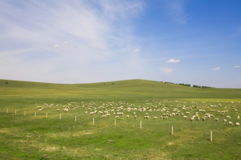 Bashang grassland in Inner Mongolia