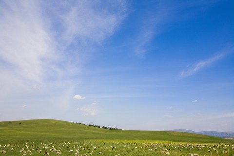 Bashang grassland in Inner Mongolia