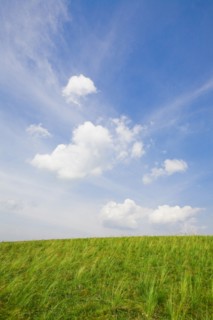 Bashang grassland in Inner Mongolia