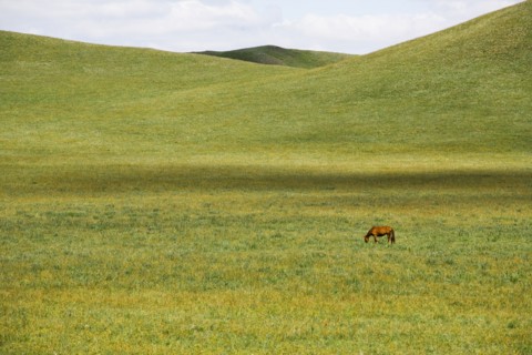 Bashang grassland in Inner Mongolia
