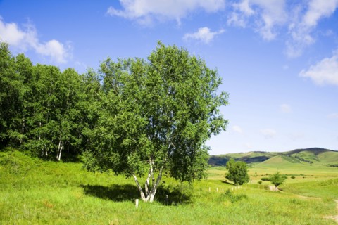Bashang grassland in Inner Mongolia