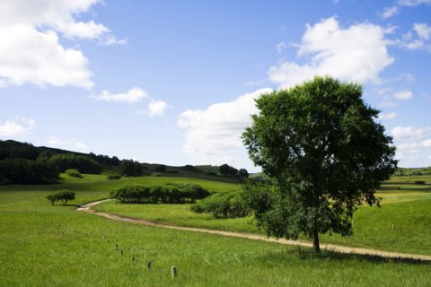 Bashang grassland in Inner Mongolia